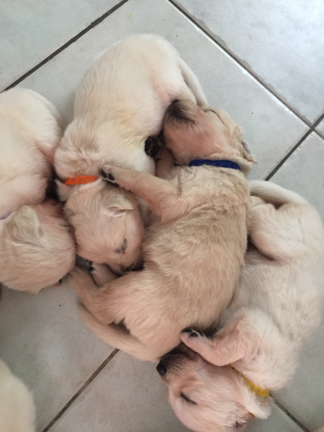 Puppy